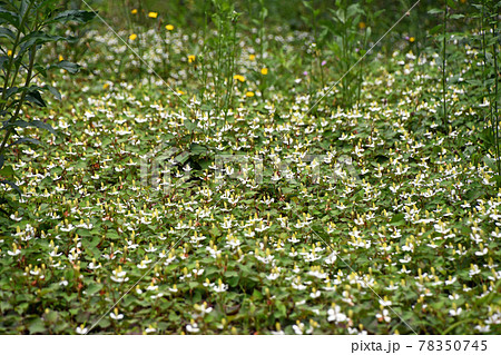 群生するドクダミ 群生するドクダミ 78350745