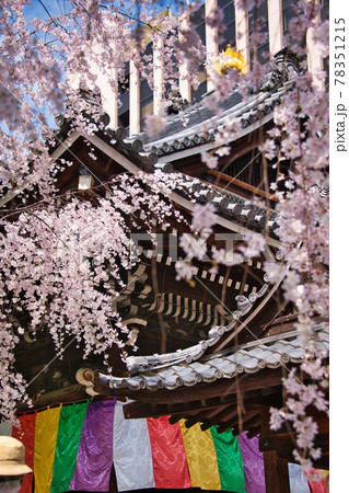 京都六角堂頂法寺の春2021 78351215