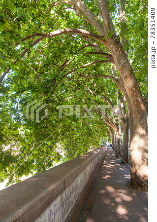 Plane trees alley on Tiber Embankment in Rome Italy 78351409
