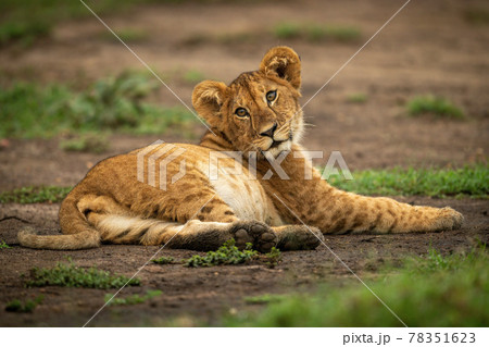 Lion cub lies in dirt looking back 78351623
