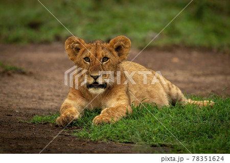 Lion cub lies eyeing camera on grass Lion cub lies eyeing camera on grass 78351624