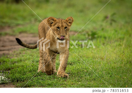 Lion cub crosses short grass licking lips 78351653
