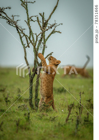 Lion cub climbs tree in grassy plain Lion cub climbs tree in grassy plain 78351666