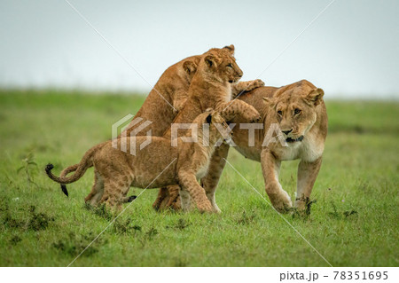 Cubs play fighting with lioness crossing savannah 78351695