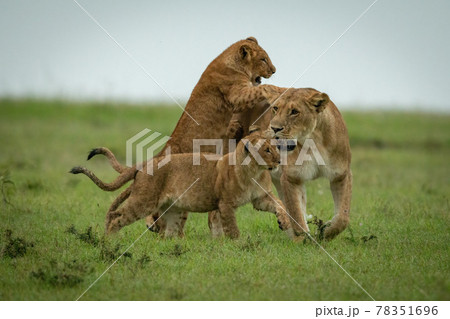 Cubs play fighting with lioness crossing grassland Cubs play fighting with lioness crossing grassland 78351696