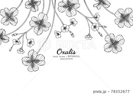 Oxalis Flower And Leaf Hand Drawn Botanical のイラスト素材