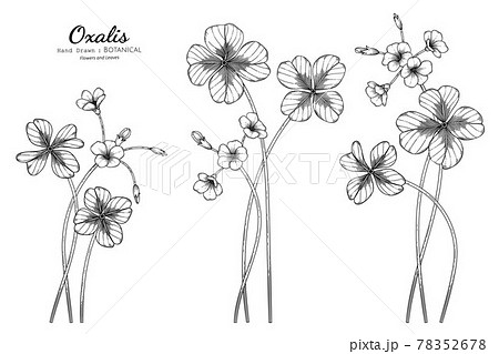 Oxalis Flower And Leaf Hand Drawn Botanical のイラスト素材