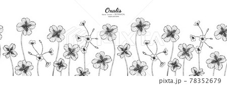 Seamless pattern Oxalis flower and leaf hand drawn botanical illustration with line art. 78352679