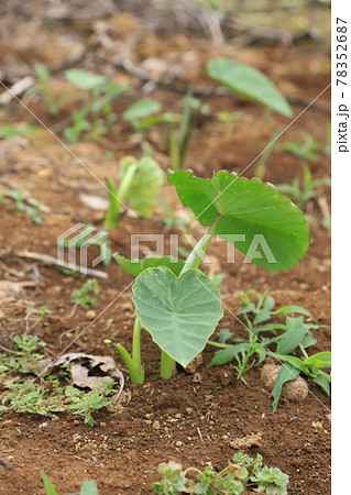 里芋（家庭菜園）　撮影場所：神奈川県大和市 78352687