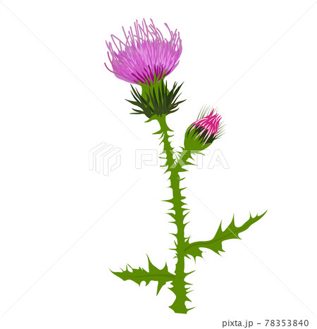 Thistle vector stock illustration close up. Superfood thistle medical herb. Hand drawn composition of a Scottish purple Bud, Field flower, meadow grass. Isolated on a white background Thistle vector stock illustration close up. Superfood thistle medical herb. Hand drawn composition of a Scottish purple Bud, Field flower, meadow grass. Isolated on a white background 78353840