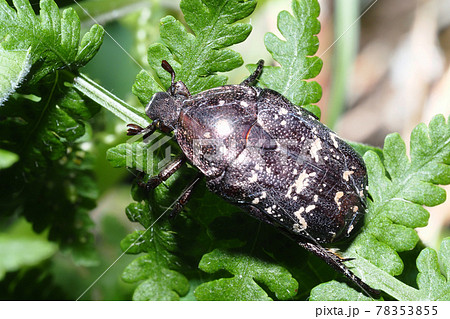 シラホシハナムグリ 78353855