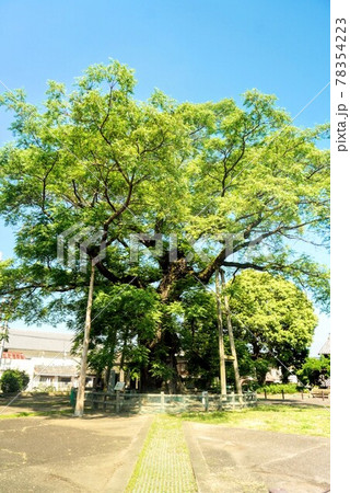 香川県琴平町樹齢300年の日本一巨大な大センダンの木 78354223