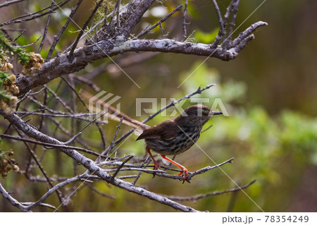 Spotted Prinia Bird On Forest Tree Branch (Prinia maculosa) 78354249