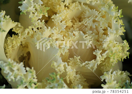 Macro of the center of ornamental bicolor kale 78354251