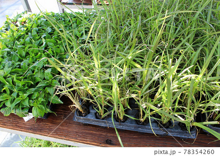 Annual grasses growing in seedling starter trays Annual grasses growing in seedling starter trays 78354260