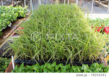 Annual grasses growing in seedling starter trays 78354261