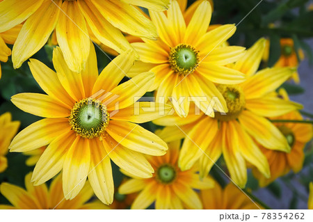 Clusters of yellow rudbeckia flowers blooming in the garden Clusters of yellow rudbeckia flowers blooming in the garden 78354262
