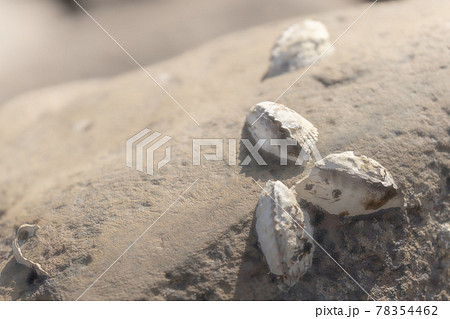 柔らかい光を受けた岩に付く4個の白い二枚貝 78354462