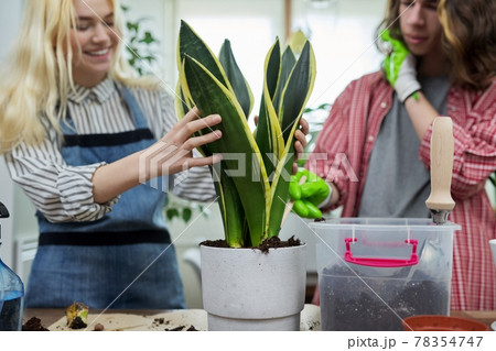 Teenagers guy and girl planting houseplant in pot Teenagers guy and girl planting houseplant in pot 78354747