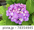雨の日の紫陽花 78354945