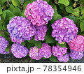 雨の日の紫陽花 78354946