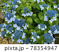 雨の日の紫陽花 78354947