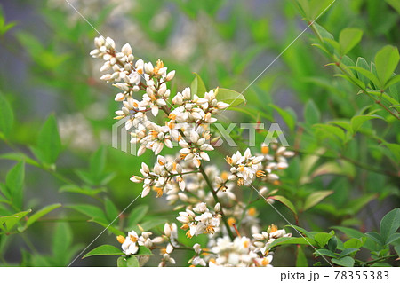 南天 ナンテン の蕾と花の写真素材 7553
