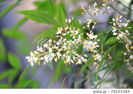 南天 ナンテン の蕾と花の写真素材