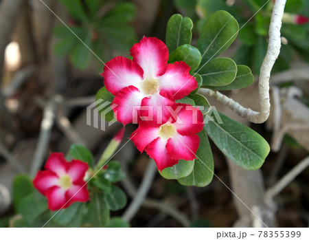 Adenium multiflora (Latin - Adenium Multiflorum) in the Ein Gedi Botanical Garden Adenium multiflora (Latin - Adenium Multiflorum) in the Ein Gedi Botanical Garden 78355399