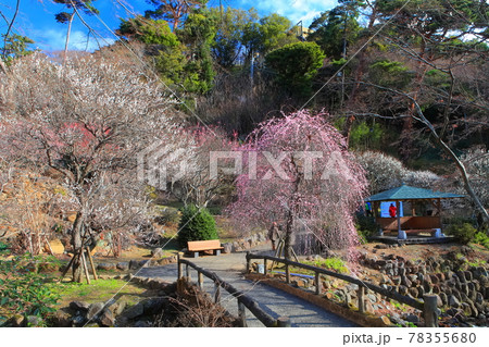 【静岡県】梅が満開の熱海梅園 78355680