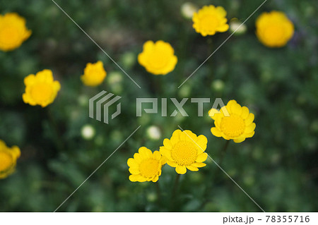 黄色いクリサンセマム の花 黄色いクリサンセマム の花 78355716