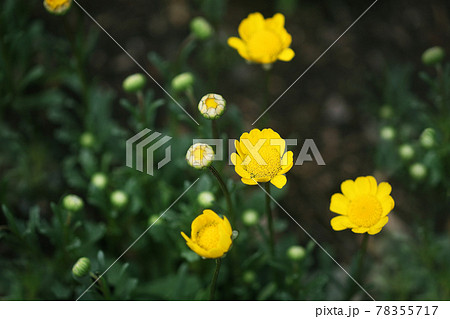 黄色いクリサンセマム の花 黄色いクリサンセマム の花 78355717