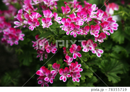 ベラルゴニウム ・グランパッソ　紅と白色の花 78355719
