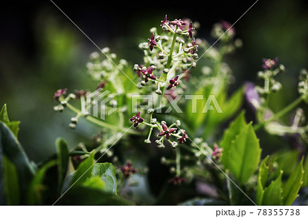 青木　濃い赤紫色の小花 78355738