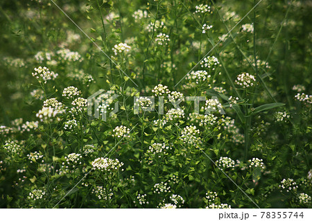 野草 群れて咲く 白いナズナの花の写真素材