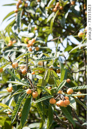 徳島県産の枇杷 78355823