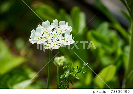 オルレアの花 緑 初夏の写真素材