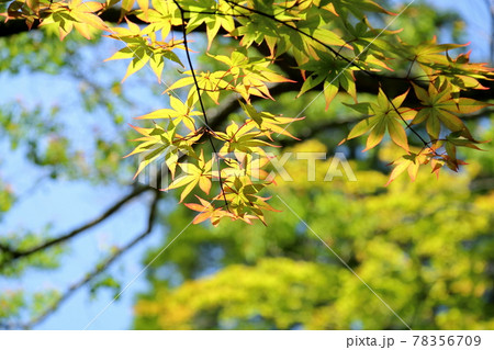カエデの若葉 カエデの若葉 78356709