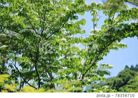 ヤマボウシの花 ヤマボウシの花 78356710