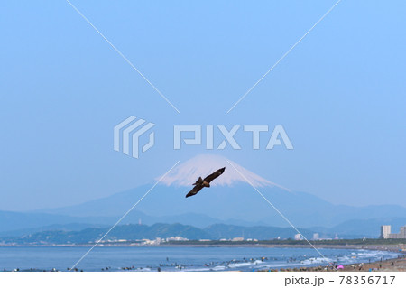江ノ島の海にいる富士山をバックにしたとんび 江ノ島の海にいる富士山をバックにしたとんび 78356717