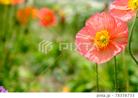 可愛い赤色のポピーの花 78356733