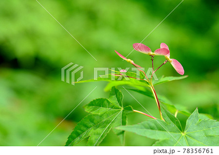 赤く可愛いモミジの花 赤く可愛いモミジの花 78356761