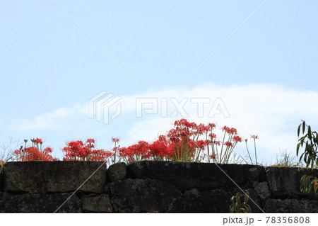 岡山県 津山城 鶴山公園 に咲く彼岸花の写真素材