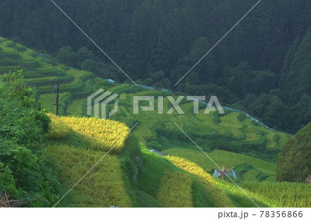 モトグッツイで丸山千枚田へ稲穂を見に行く　 78356866