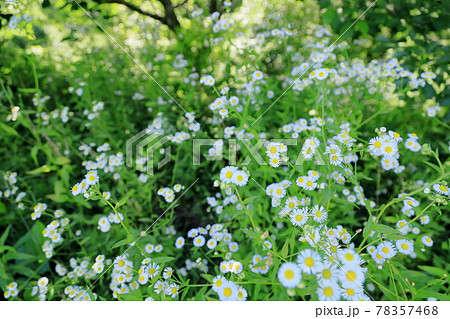 ヒメジョオンの花 ヒメジョオンの花 78357468