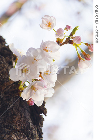 武蔵野中央公園の桜 78357905