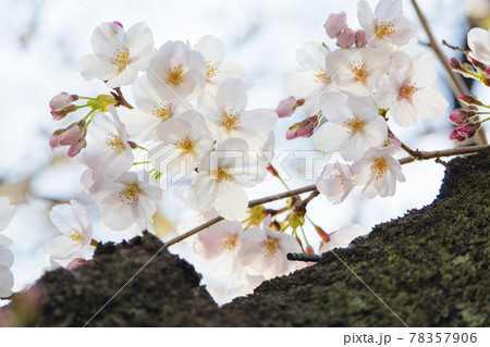 武蔵野中央公園の桜 78357906