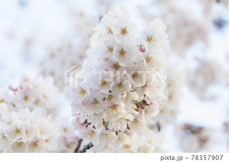 武蔵野中央公園の桜 78357907