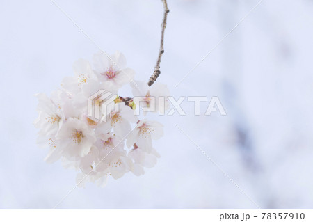 武蔵野中央公園の桜 78357910
