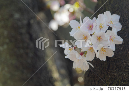 武蔵野中央公園の桜 78357913
